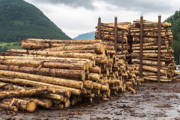 istock Sawn logs stacked in a pile at the sawmill 870902852