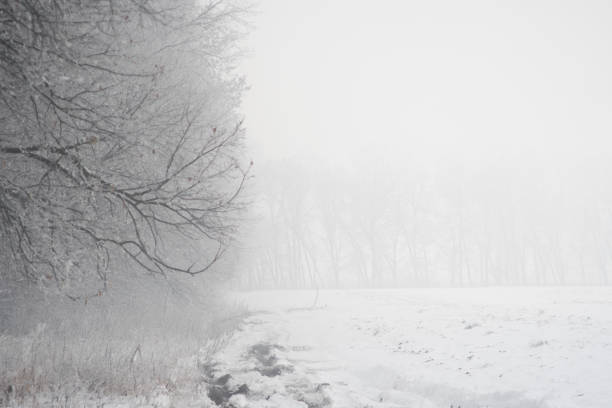 istock Fog on the field in a winter forest, mysterious atmosphere background 870905396