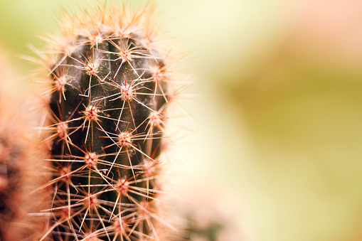 Cacti close-up shot with a macro lens. There is space for text placement