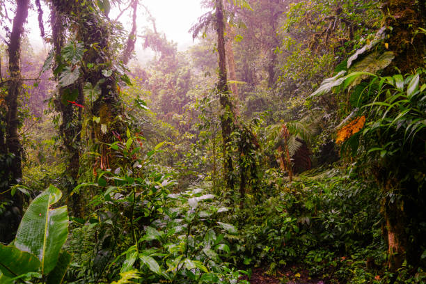 istock Cloud forest in Monteverde, Costa Rica 870912546