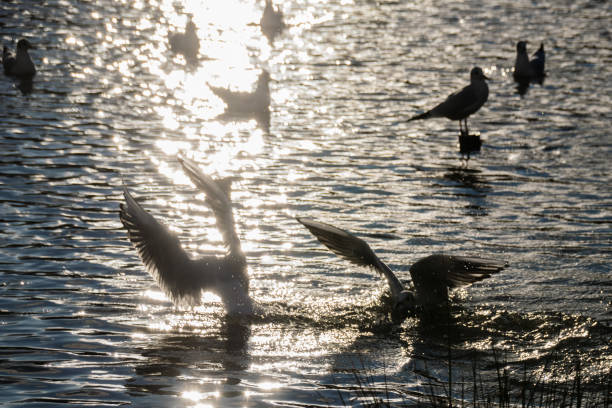 istock Seagulls in flight against setting autumn sunlight reflection on a calm lake 870912658