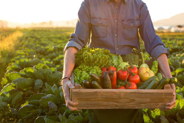 mann hält kiste ob frisches gemüse - farm farmer vegetable field stock-fotos und bilder