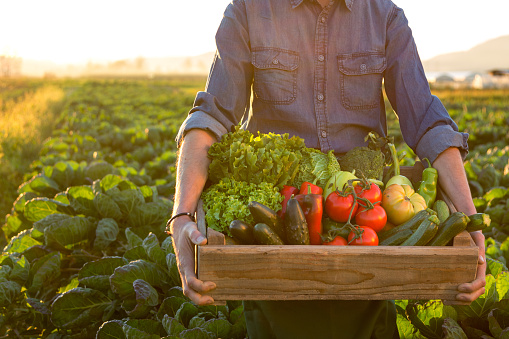 Farmer carrying crate with vegetables.