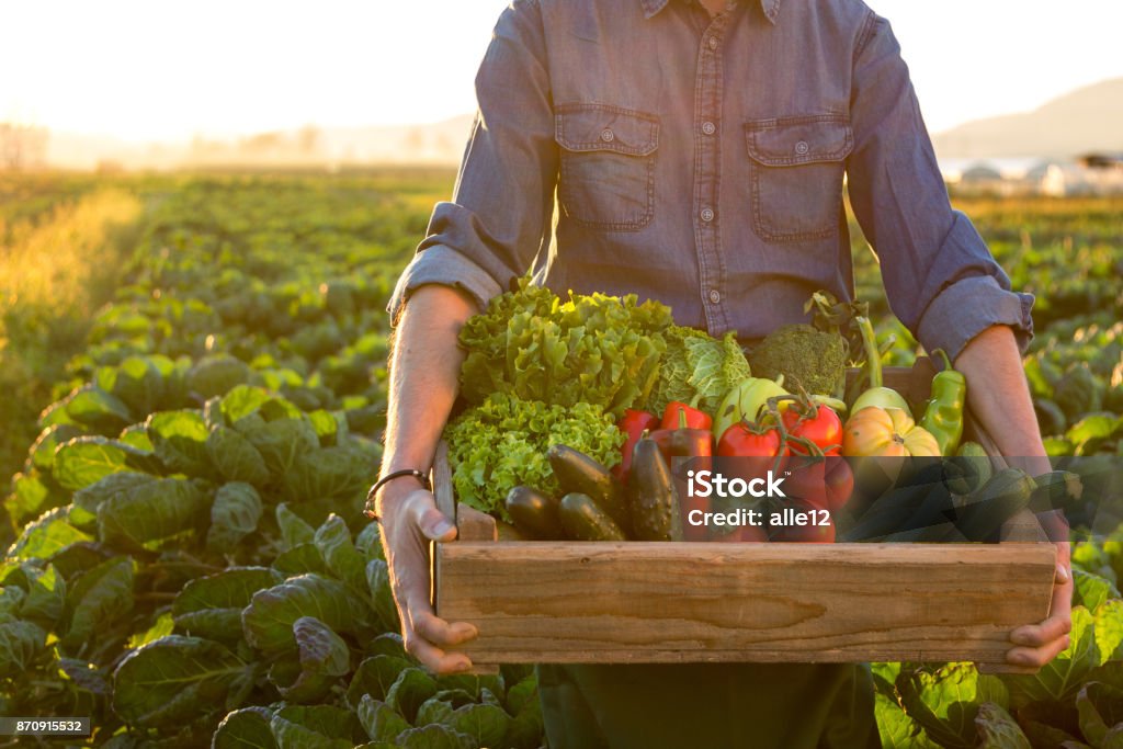 Man holding crate ob fresh vegetables Farmer carrying crate with vegetables. Vegetable Stock Photo
