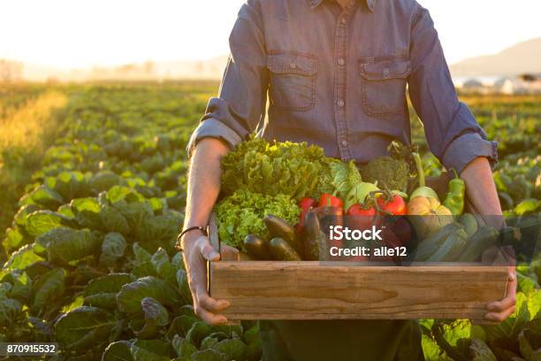 Man Holding Crate Ob Fresh Vegetables Stock Photo - Download Image Now - Vegetable, Freshness, Food
