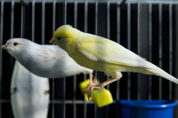 yellow and white canary