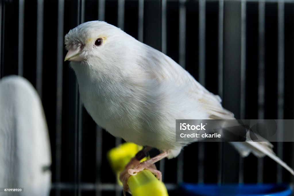 beautiful white Canary in a cage Canary Bird Stock Photo