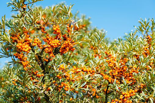 Seabuckthorn in Germany