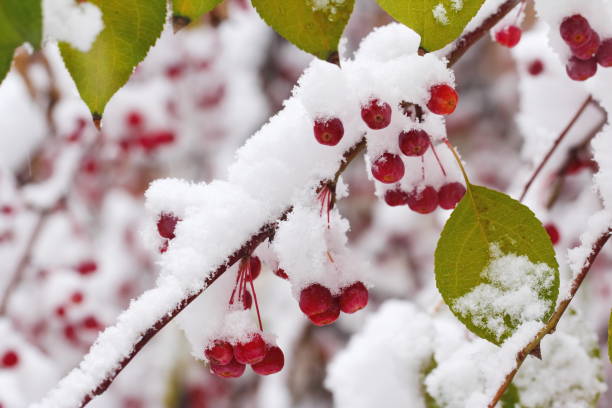 istock Autumn leaves and berries covered with snow 870919064