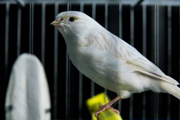 istock beautiful white Canary in a cage 870919502