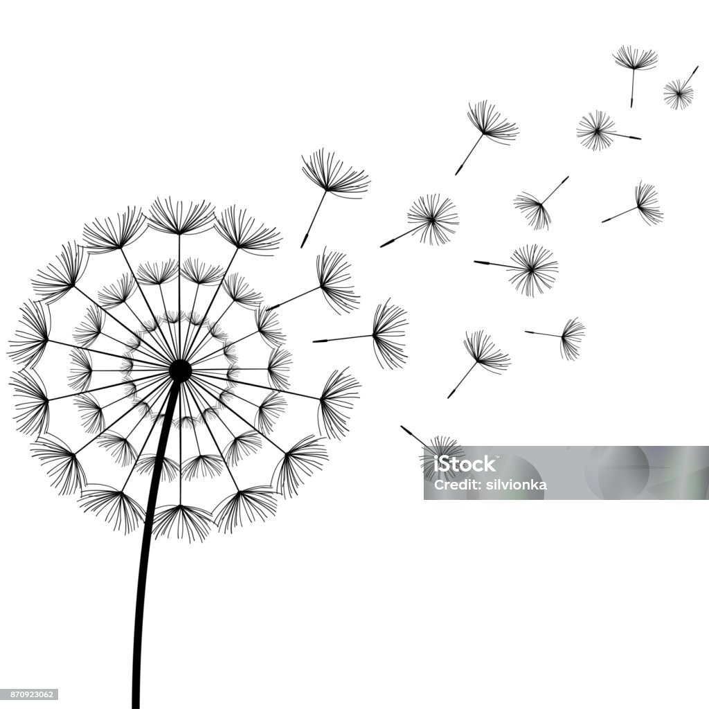 Schwarze Fusseln Löwenzahn auf weißem Hintergrund - Lizenzfrei Löwenzahn - Korbblütler Vektorgrafik