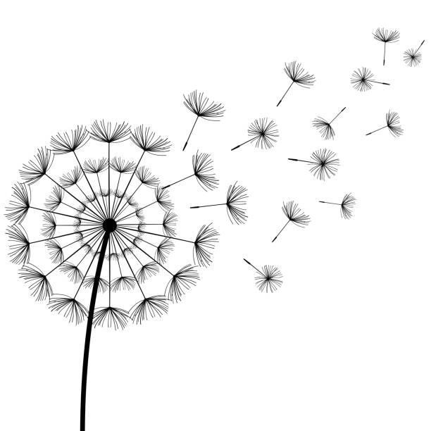 schwarze fusseln löwenzahn auf weißem hintergrund - dandelion wildflower field flower stock-grafiken, -clipart, -cartoons und -symbole