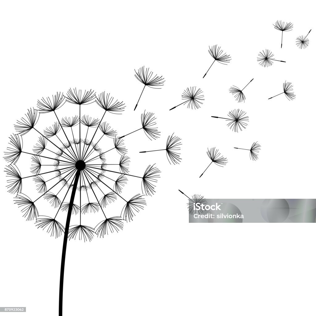 Black fluff dandelion on white background Beautiful white background with stylized black dandelion blowing. Floral stylish trendy wallpaper with summer or spring flowers and flying fluff. Modern backdrop. Vector illustration Dandelion stock vector