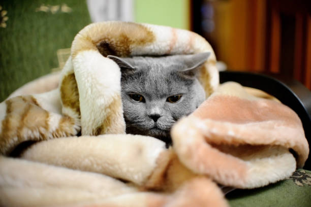 Gato británico de pelo corto envuelto en cobija - foto de stock