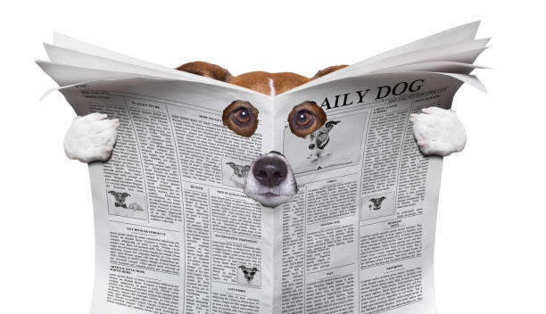 istock spy dog reading a newspaper 870925872