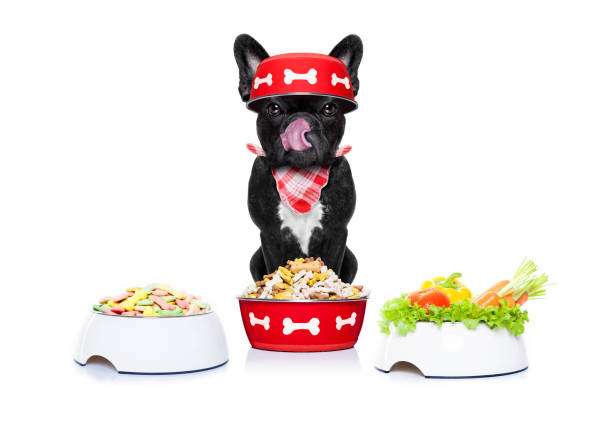 istock hungry dog with food bowls 870925898