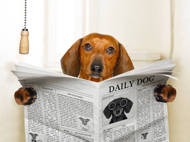 istock dog sitting on toilet 870926114