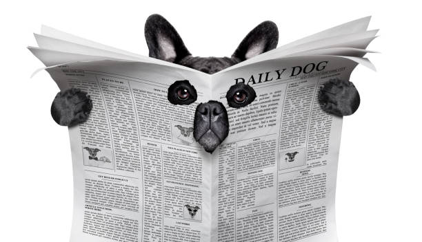istock spy dog reading a newspaper 870926202