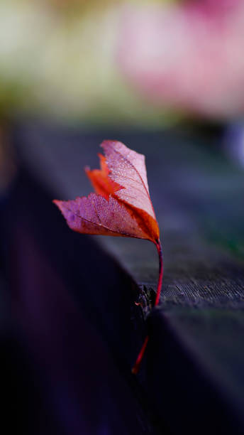 istock Artistic composition textured effect autumn leaf, Canadian forest 870926696