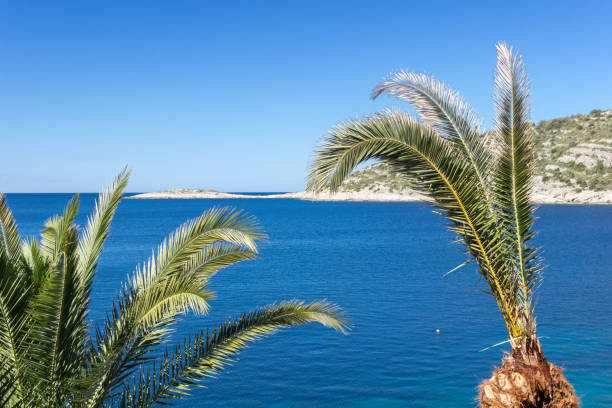 istock Palm trees on the beach, Croatia 870926944