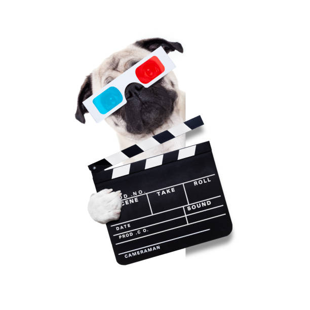 istock dog watching the  movies 870927484
