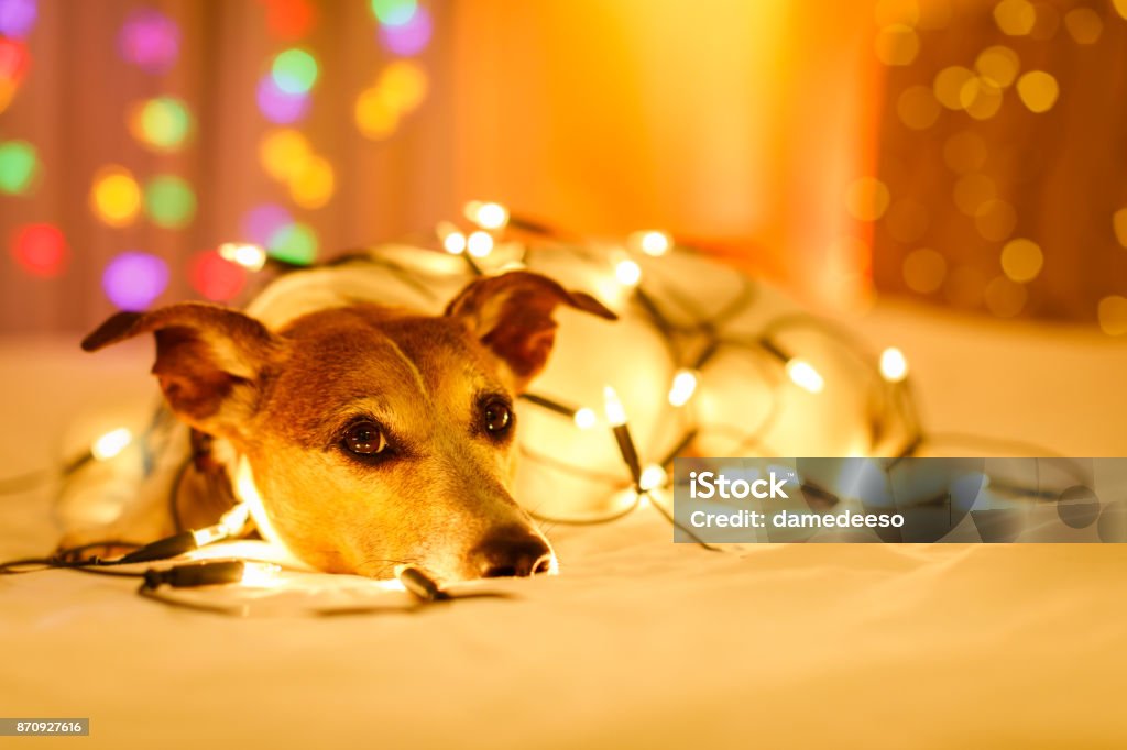 Christmas Dog With Fairy Lights Stock Photo - Download Image Now - Advent, Animal, Beauty - iStock Christmas Dog With Fairy Lights Stock Photo - Download Image Now - Advent, Animal, Beauty - iStock