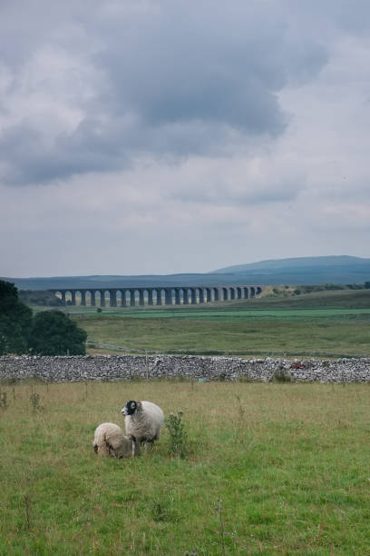 deux moutons et célèbre viaduc ribblehead, yorkshire dales, angleterre - horton in ribblesdale photos et images de collection