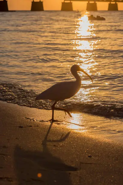 American white ibis walking on the beach with the sunset behind it.