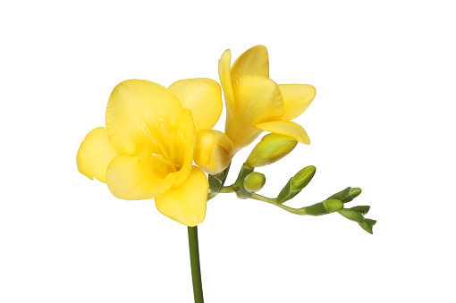 Yellow freesia flowers and buds isolated against white