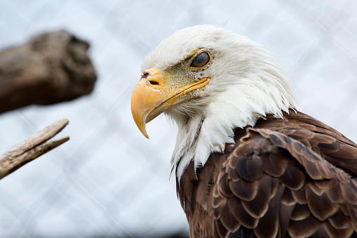 Bald eagle in a cage looks defiantly at the world outside. Nictitating membrane protecting the bird's eye is visible.
