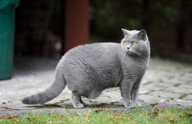 istock British shorthair cat outdoors 870934692