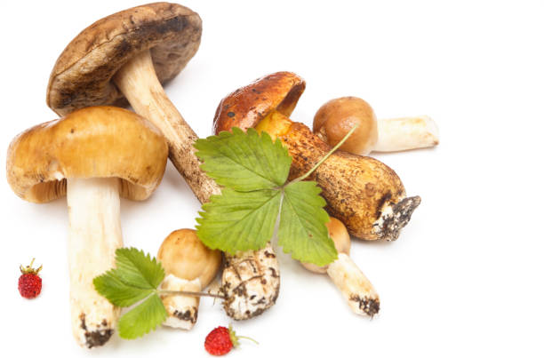 Forest's mushrooms isolated on white stock photo