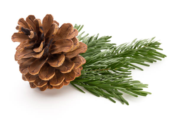 istock Christmas cone with red berries on a bokeh background. 870937870