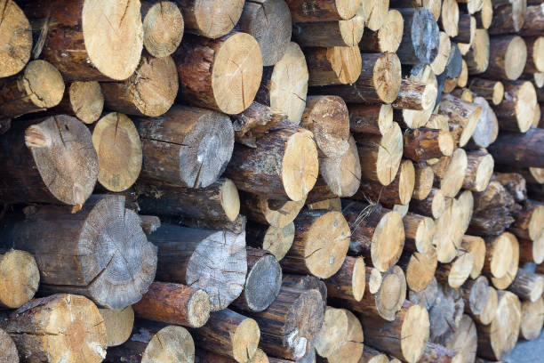 istock Round wood in the warehouse is a large plan. Industry 870944092