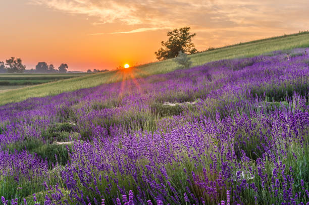 istock Blooming lavender fields in Poland, beautfiul sunrise 870945042
