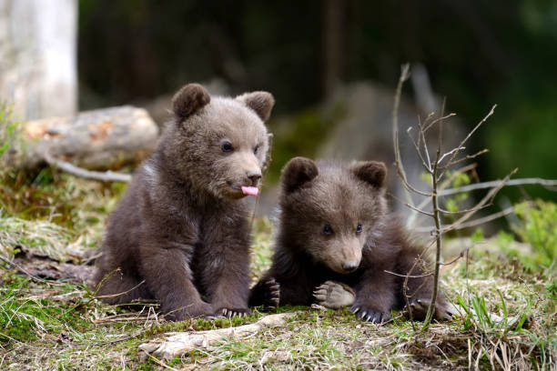 Brown bear cub stock photo