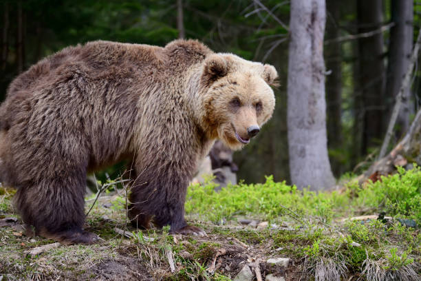 istock Big brown bear in the forest 870947752