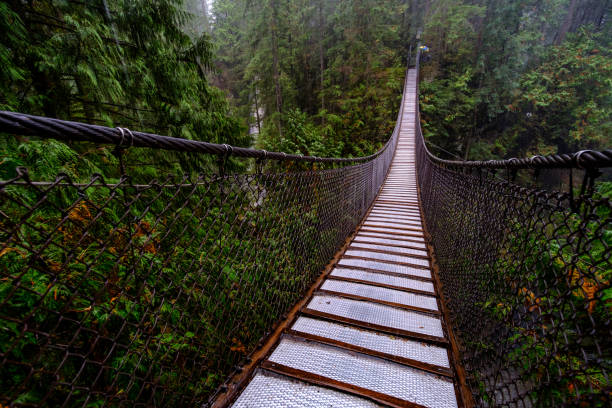 istock Lynn Park Vancouver Suspension Bridge 870950834