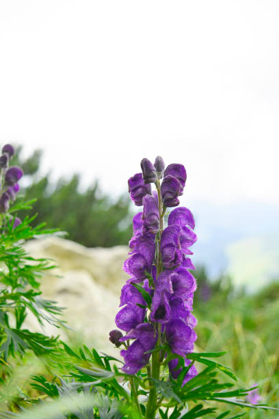 flowers on the mountain