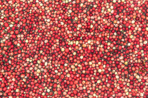 istock Cranberries floating in a bog to be harvested 870955454