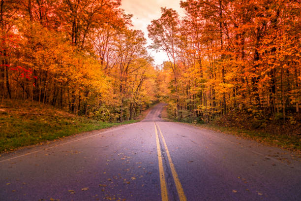 Road in autumn forest with leaves, Michigan. Selective focus