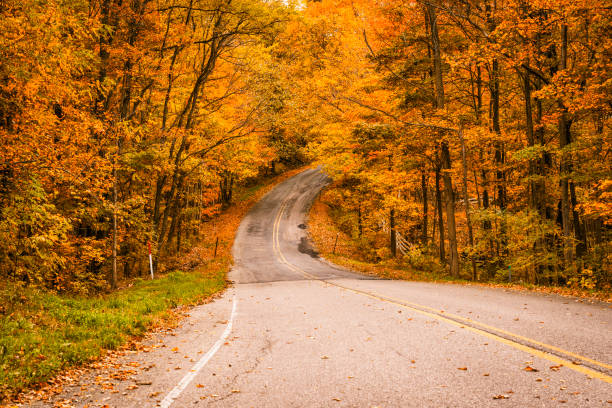 istock Road in autumn forest with leaves 870955664