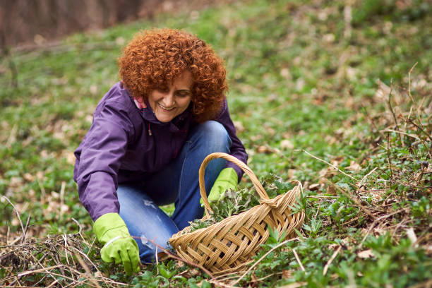 istock Woman picking nettles in a basket 870958252