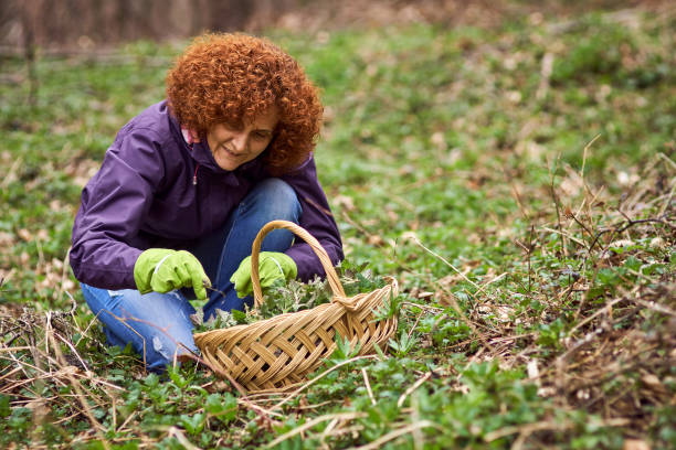istock Woman picking nettles in a basket 870958258