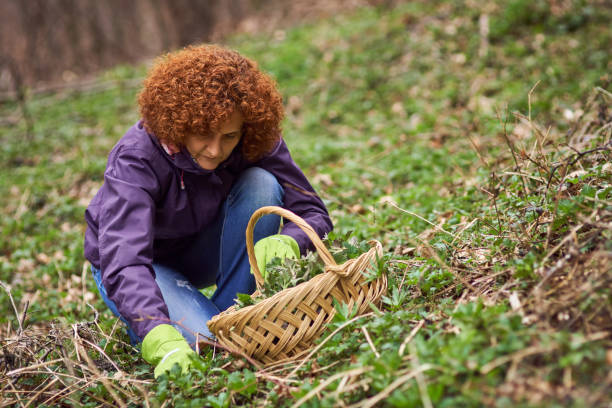 istock Woman picking nettles in a basket 870958270