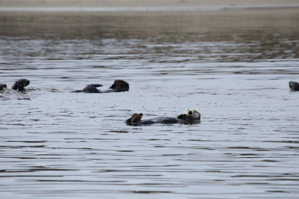 Whales and Otters of Monterey Bay Images of Humpback Whales diving and lunge feeding and Sea otters in the Monterey Bay Marine Sanctuary near Moss landing California USA monterey bay stock pictures, royalty-free photos & images