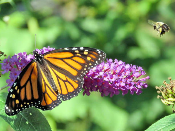 istock Toronto High Park bee and Monarch on a buddleja flower 2017 870964638