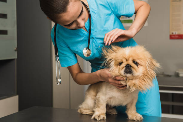 istock Dog examination ear at vet ambulance 870964884