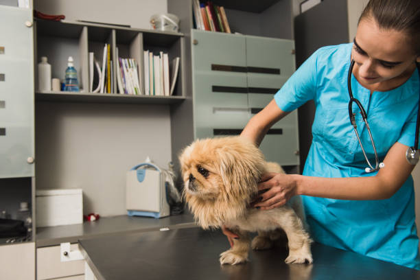 istock Vet examining the dog in a clinic 870964892