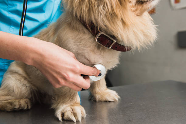 istock Dog examination at vet ambulance 870964968